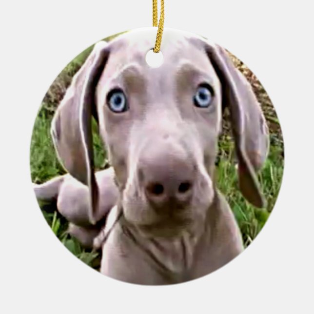 WEIMARANER PUPPY CHRISTMAS ORNAMENT (Front)