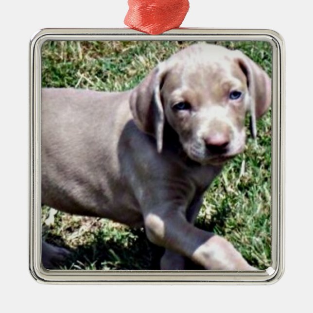 "WEIMARANER PUPPY" CHRISTMAS ORNAMENT (Front)