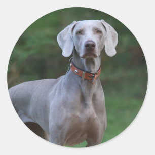 Weimaraner Puppy Dog Classic Round Sticker