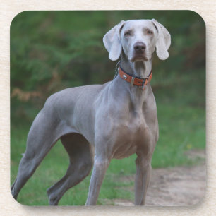 Weimaraner Puppy Dog Coaster