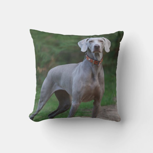 Weimaraner Puppy Dog Cushion (Front)