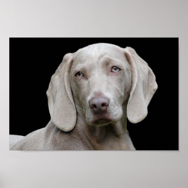 Weimaraner puppy eyes poster (Front)