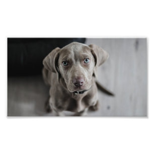 weimaraner-puppy photo print