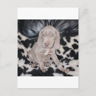 Weimaraner Puppy Postcard
