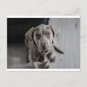 weimaraner-puppy postcard