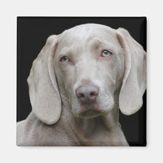 Weimaraner Silver Grey Magnet (Front)