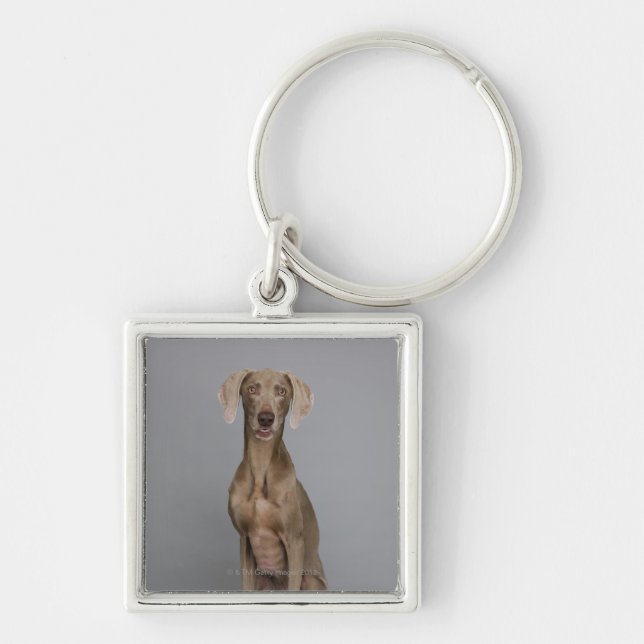 Weimaraner sitting, studio shot key ring (Front)