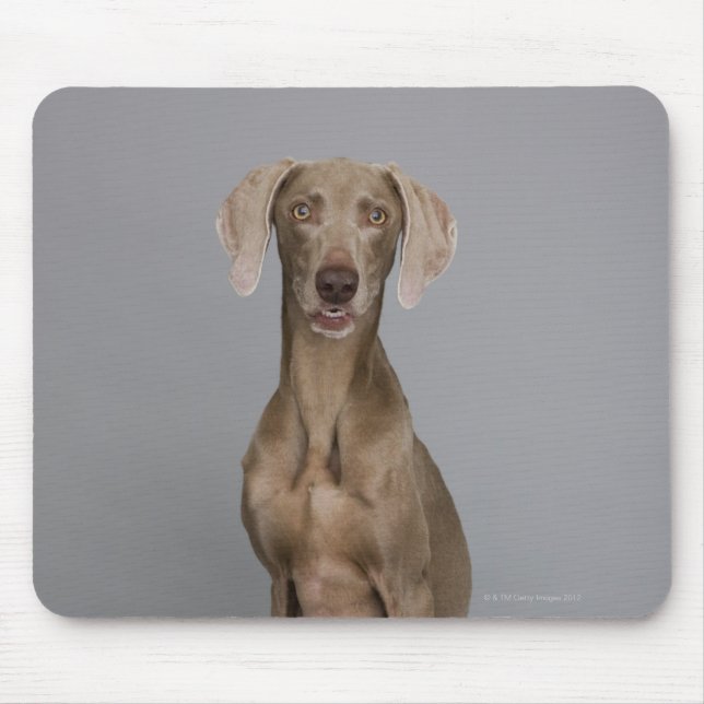 Weimaraner sitting, studio shot mouse mat (Front)