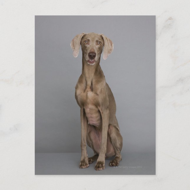 Weimaraner sitting, studio shot postcard (Front)