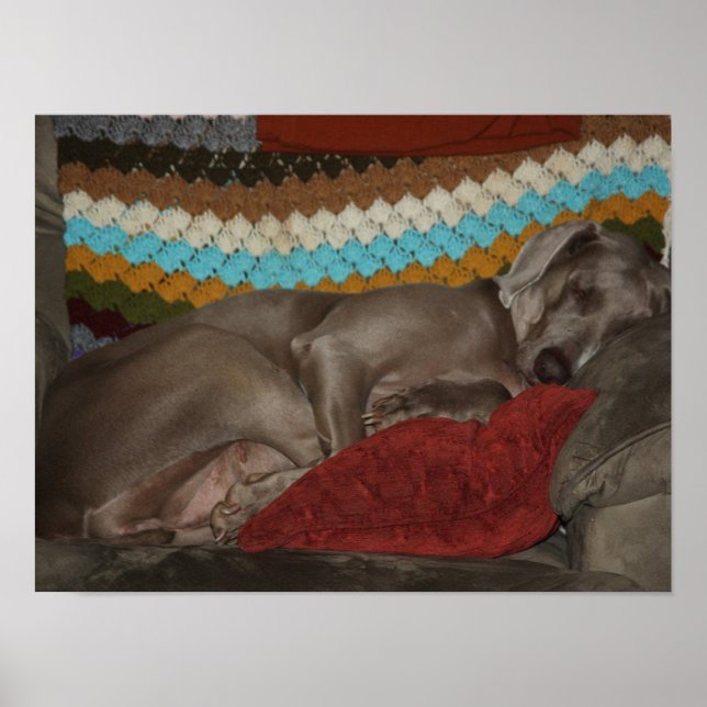 Weimaraner Snooze Poster (Front)