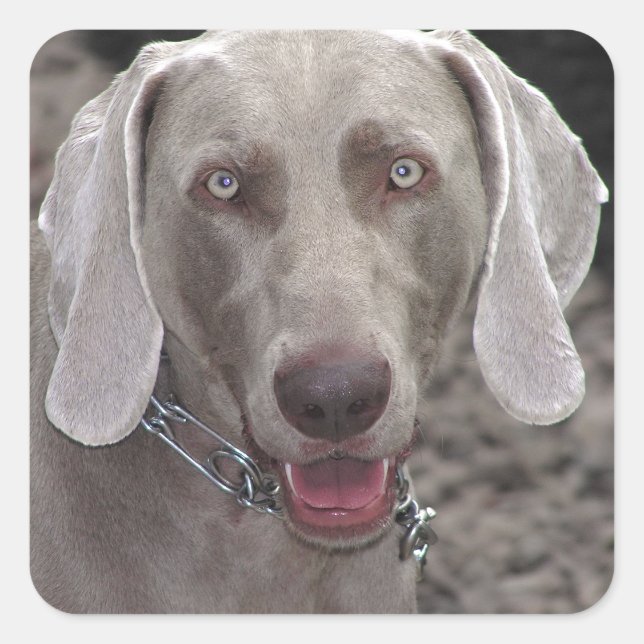 Weimaraner Square Sticker (Front)