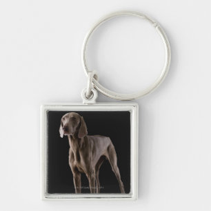 Weimaraner, studio shot key ring