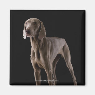 Weimaraner, studio shot magnet