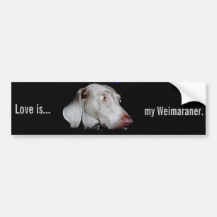Weimaraner - The Grey Ghost Bumper Sticker