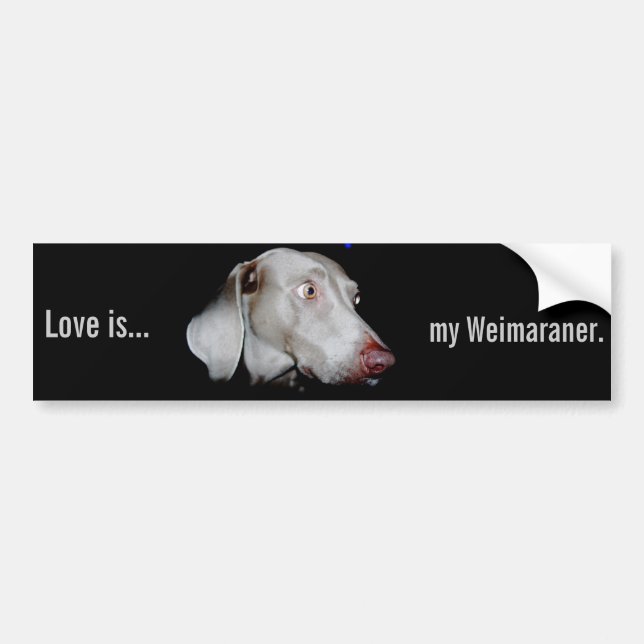 Weimaraner - The Grey Ghost Bumper Sticker (Front)