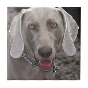 Weimaraner Tile