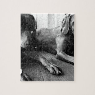 Weimaraners Jigsaw Puzzle