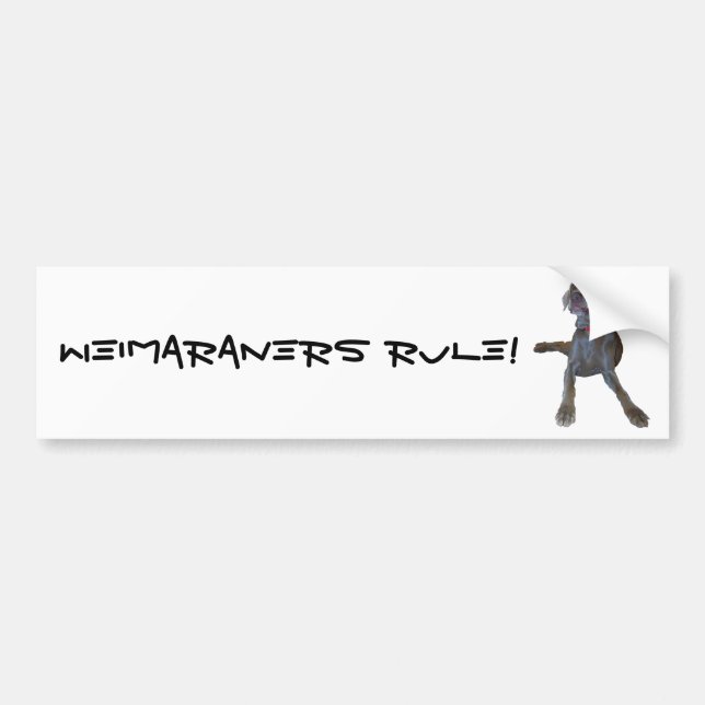 Weimaraners Rule! Bumper Sticker (Front)