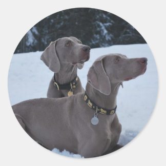 Weimeraner in the Snow Classic Round Sticker