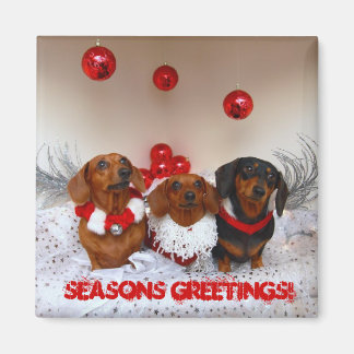 Weiner Dog Christmas, " Seasons Greetings!" Magnet