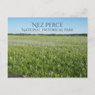 Weippe Prarie, Camas Lily, Nez Perce NHP Postcard