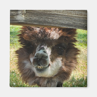Weird Alpaca  Magnet
