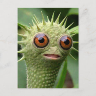 Weird Funny Green Creature Postcard