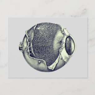 Weird Modern Vintage Eyeball Detail Drawing Grey Postcard