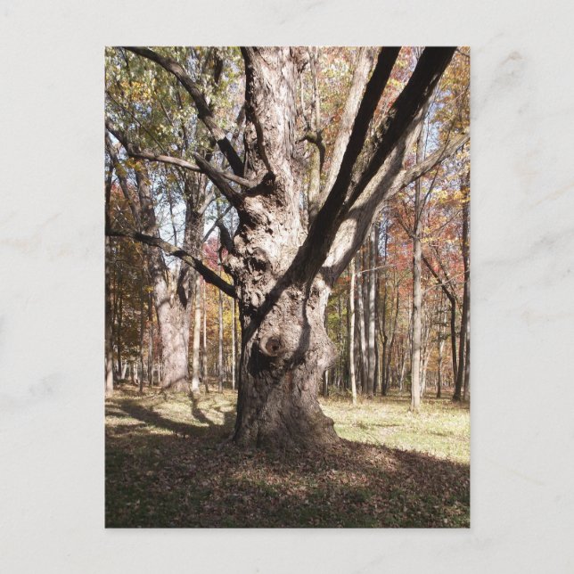 Weird Tree Postcard (Front)