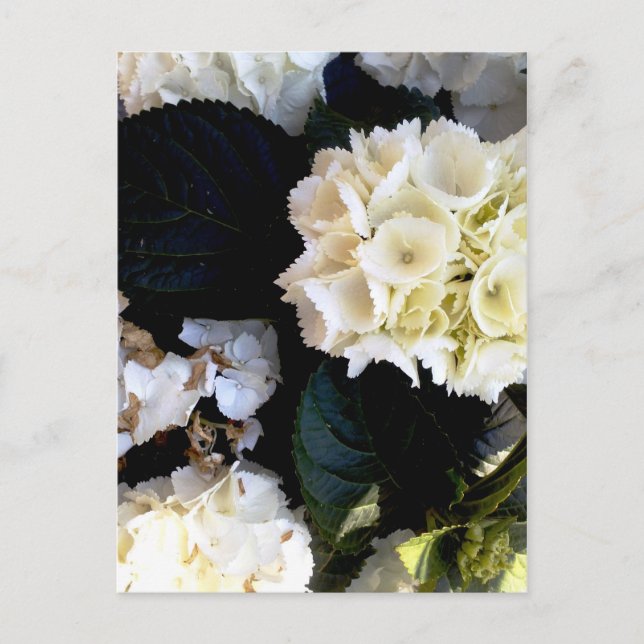 weissblühender ballenstock postcard (Front)