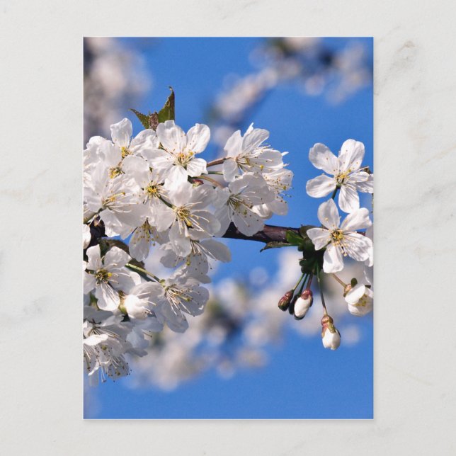 Weisse Kirschblüten Postcard (Front)