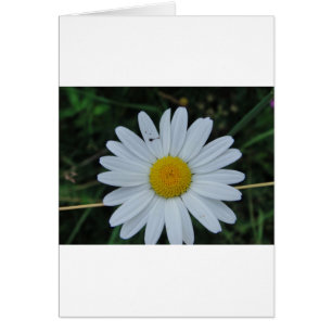 Weisse Margerite auf Stäbchen