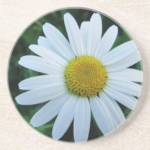 Weisse Margerite Coaster