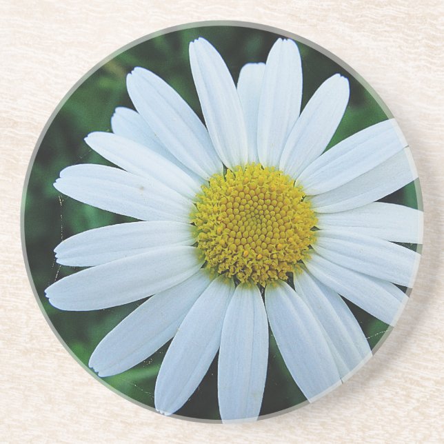 Weisse Margerite Coaster (Front)