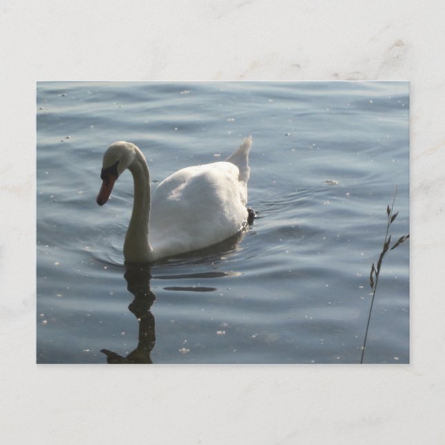 WEißer Schwan Postcard (Front)