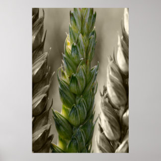 Weizen-Wheat Poster