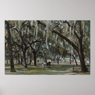 Welaka, FL - View of Welaka Park & Mossy Trees Poster