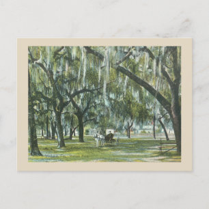 Welaka Florida vintage with horse and carriage Postcard