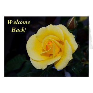 Welcome Back Yellow Rose