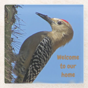 Welcome Gila Woodpecker Photo Desert Southwest Glass Coaster