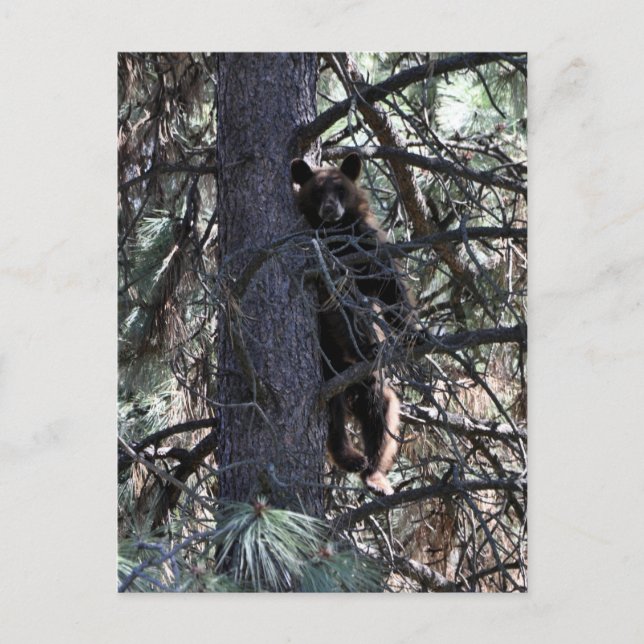 Welcome to Sisters Postcard (Front)