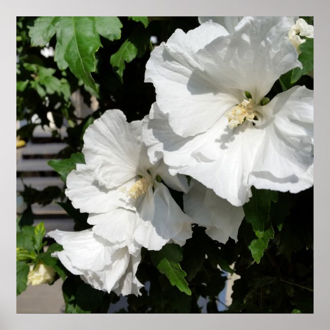 welcoming white flowers poster (Front)