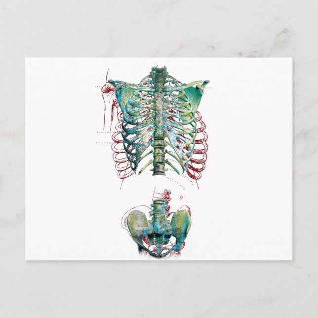 Wellcoda Human Body Rib Cage Skeleton Fun Postcard (Front)