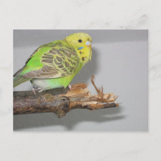 Wellensittich Postcard