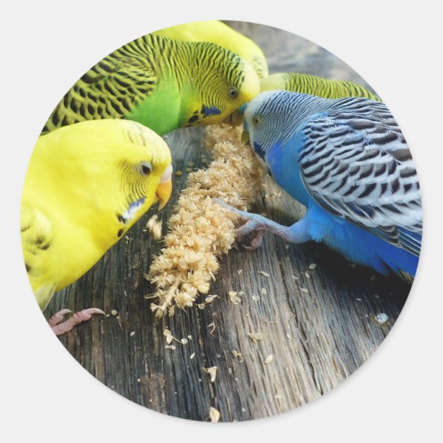 Wellensittiche (Melopsittacus undulatus) Classic Round Sticker (Front)