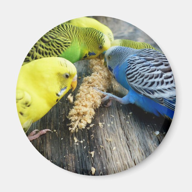 Wellensittiche (Melopsittacus undulatus) Magnet (Front)