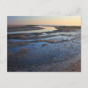 Wellfleet Bay Wildlife Sanctuary Cape Cod Tidal Postcard
