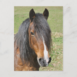 Welsh bay horse portrait postcard