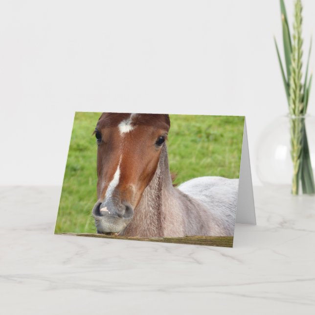 Welsh cob foal Birthday card (Front)