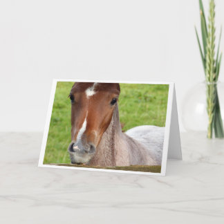 Welsh cob foal horse card